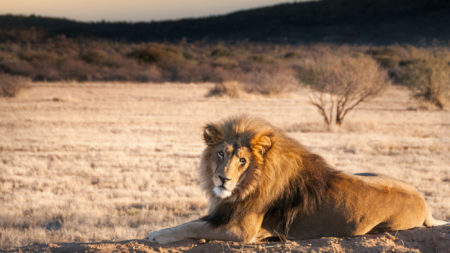 safari in style