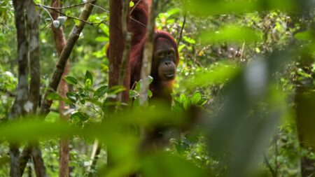 Borneo