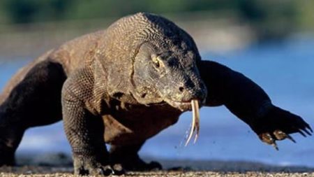 Dragon spotting on Komodo Island in Indonesia - Savile Row Travel