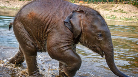 Be an elephant mahout for the day in Sri Lanka - Savile Row Travel