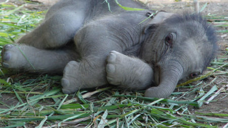 Watch adorable baby elephants playing in Thailand - Savile Row Travel