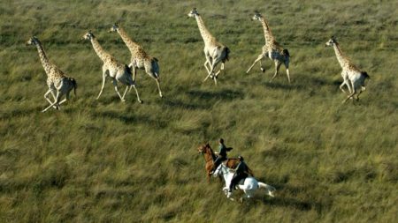Ride amongst giraffe on safari in Botswana - Savile Row Travel
