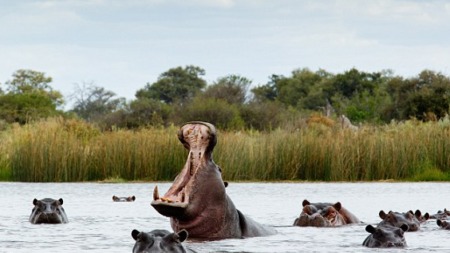 Hippo spotting from a dugout canoe in Botswana - Savile Row Travel