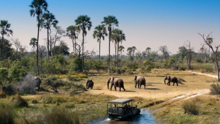 Get up close to elephant on a Botswana safari - Savile Row Travel