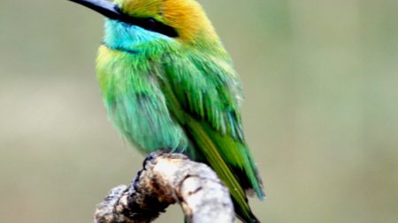 Bird spotting at Yala National Park in Sri Lanka - Savile Row Travel