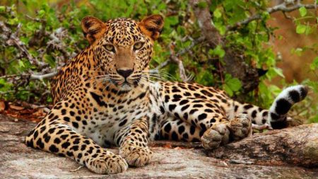 Leopard spotting in Sri Lanka’s Yala National Park - Savile Row Travel