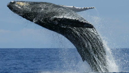 Whale and dolphin watching off Sri Lanka’s coasts - Savile Row Travel