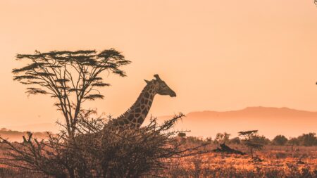 Kenya