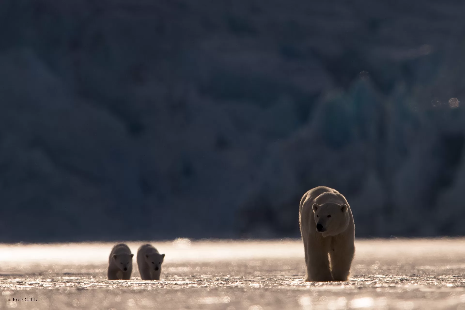 Kingdom Of The Polar Bear