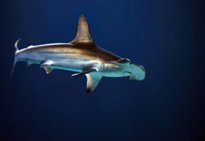Hammerhead off the coast of Mozambique.