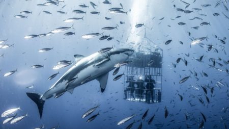 Shark Cage Experience, Cape Town