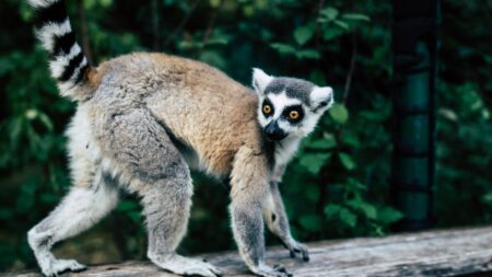 Madagascar