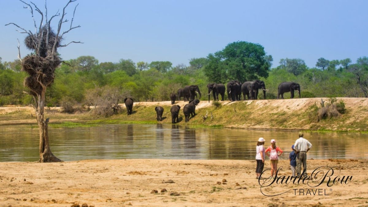 Travel Bucket List Safari