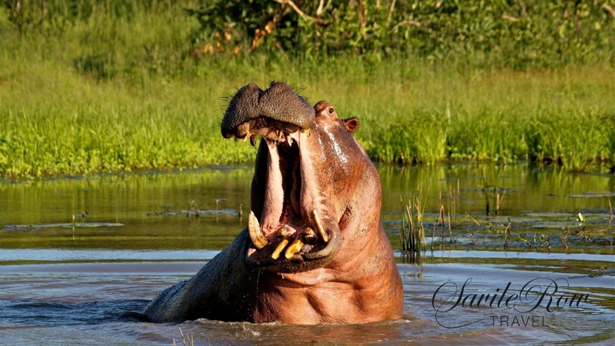 Kruger Shalati Hippo