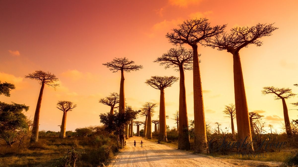 Travel Bucket List Baobab Trees