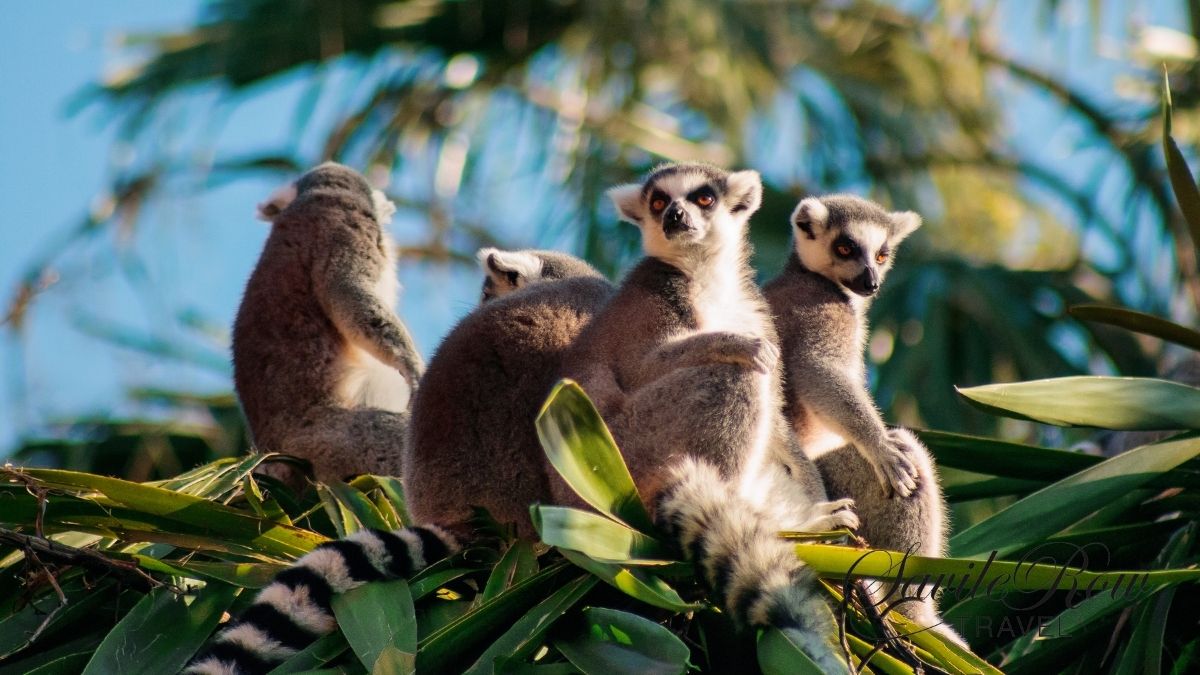 Travel Bucket List Lemurs