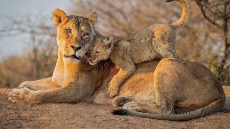 Tswalu Kalahari Lions