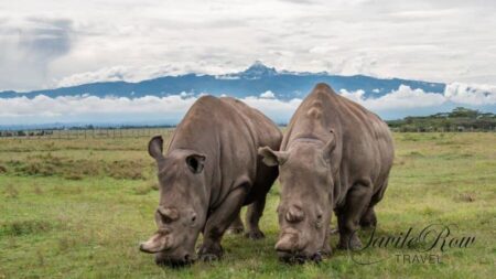 Northern White Rhinos