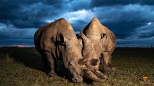 Northern White Rhinos Dark Sky