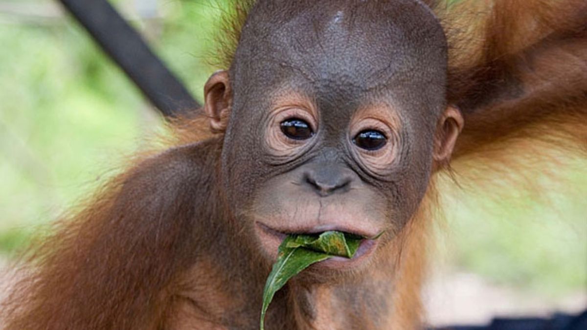 Baby Orang-utan Borneo wildlife photography holiday