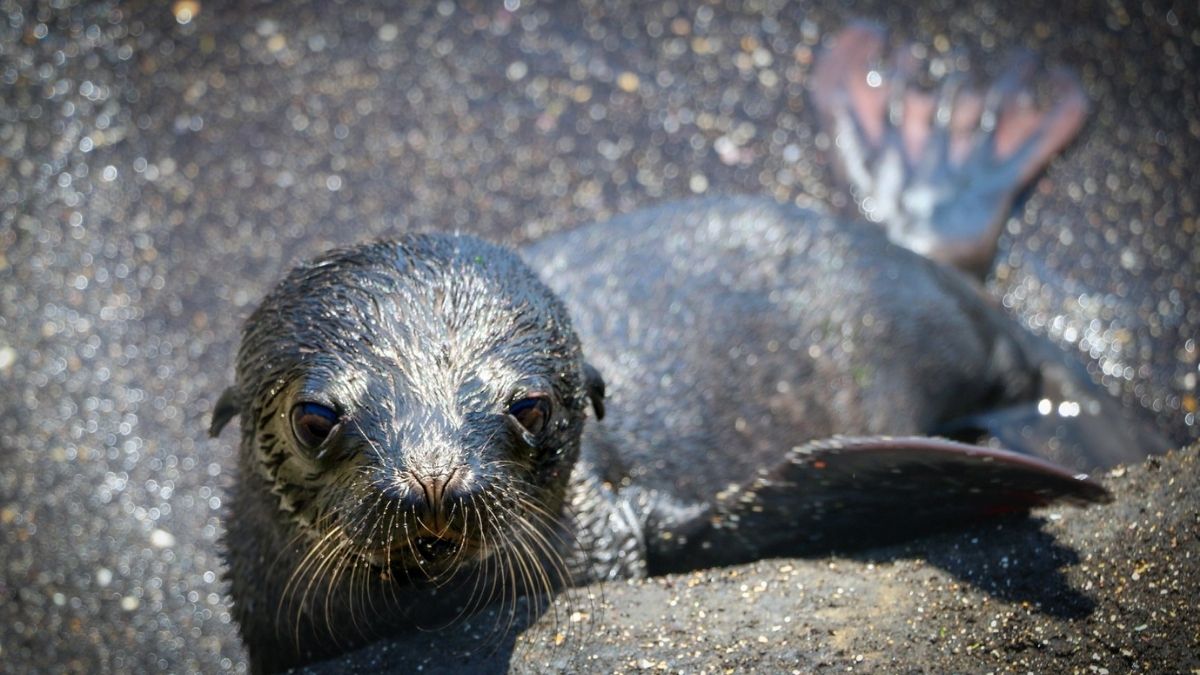 Baby Sealion Galapagos 