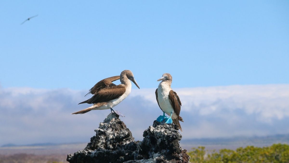 Blue Footed Boobies Galapagos 