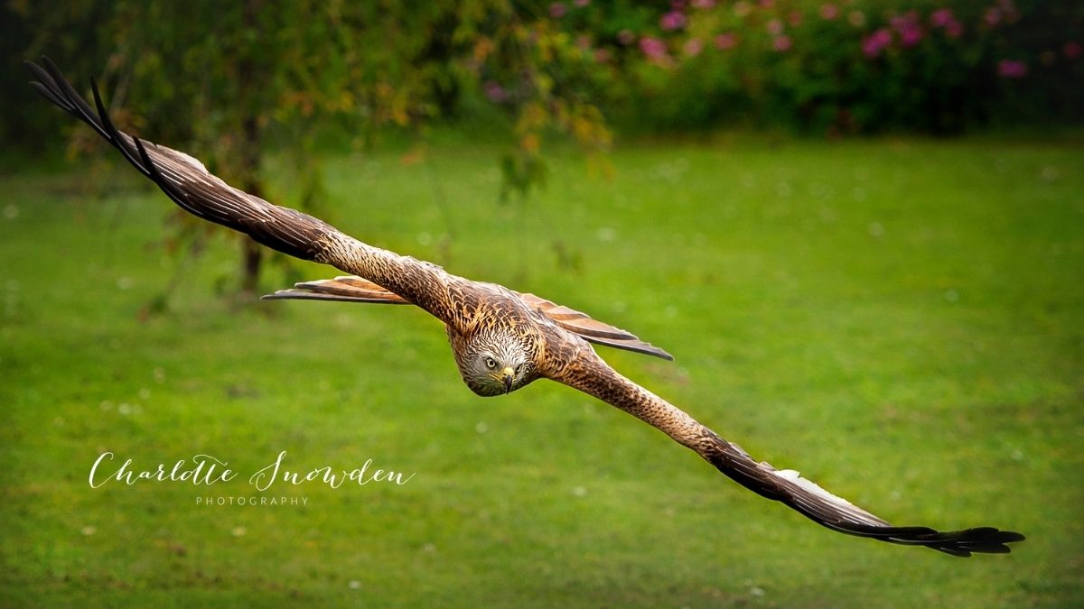 Charlotte Snowden Red KIte 