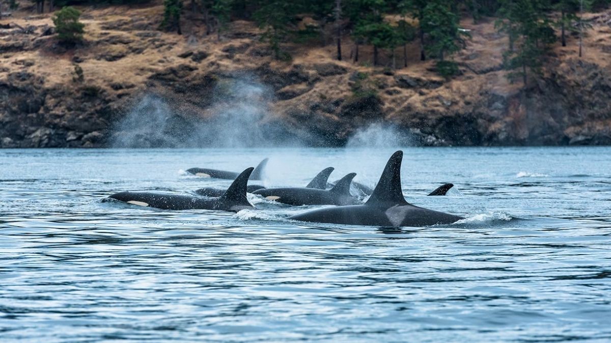 Clayoquot Wilderness Retreat Canada wildlife photography holiday