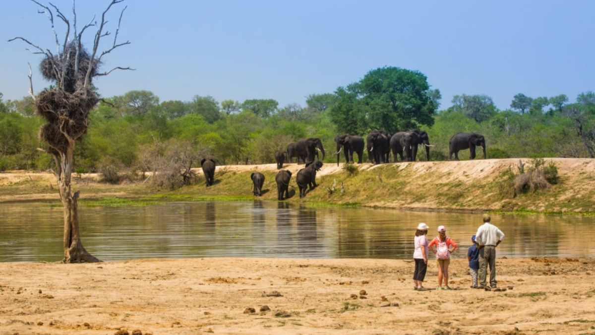 Chitwa Chitwa Sabi Sands Water Hole Elephants South Africa