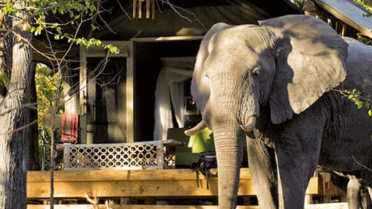 Elephant Khwai Private Reserve Botswana Africa Safari Adventure