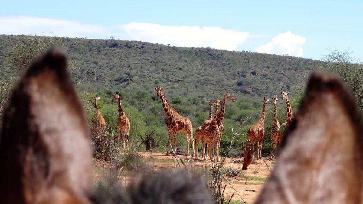 Sosian Lodge Kenya Africa Safari Adventure