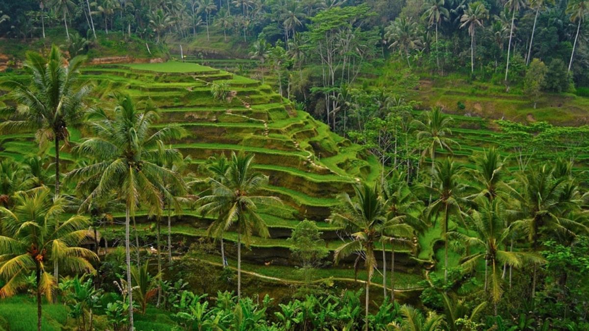 Hanging Gardens of Bali Cooking Morning Walk 