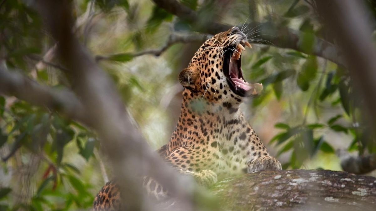 Leopard yawning