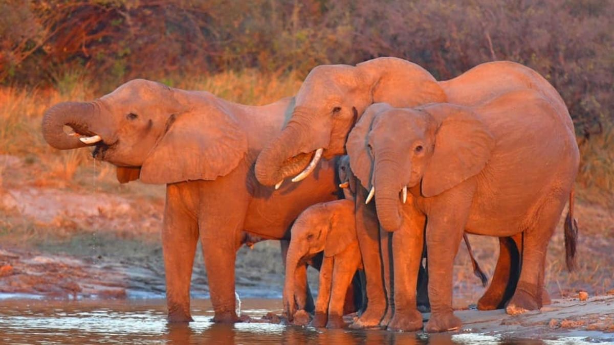 Waterberry Zambezi Lodge Elephants 