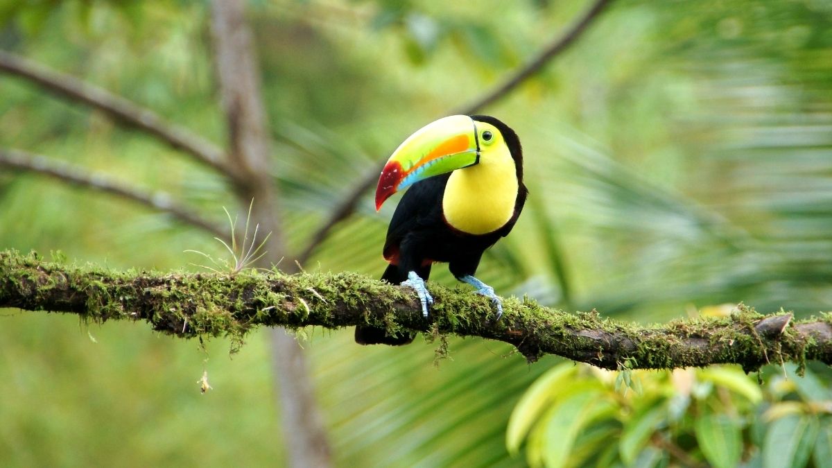 costa rica bucket list adventure