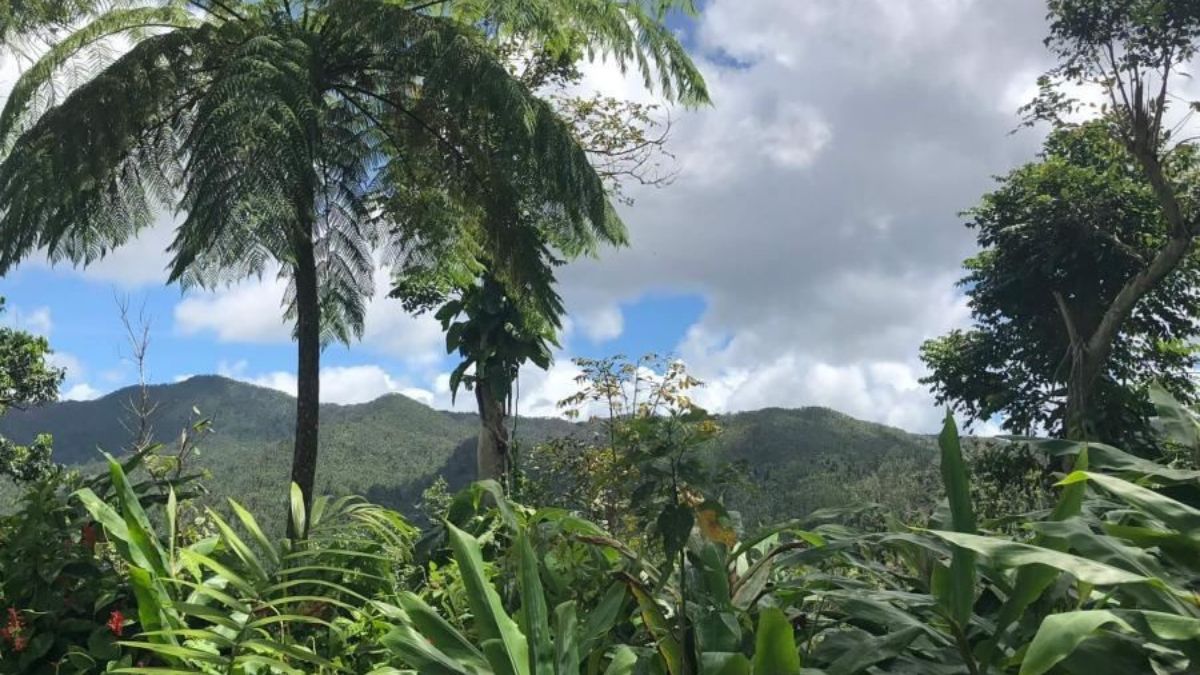 El Yunque Rainforest Puerto Rico 2