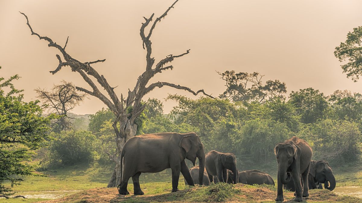 Yala National Park Sri Lanka Elephants