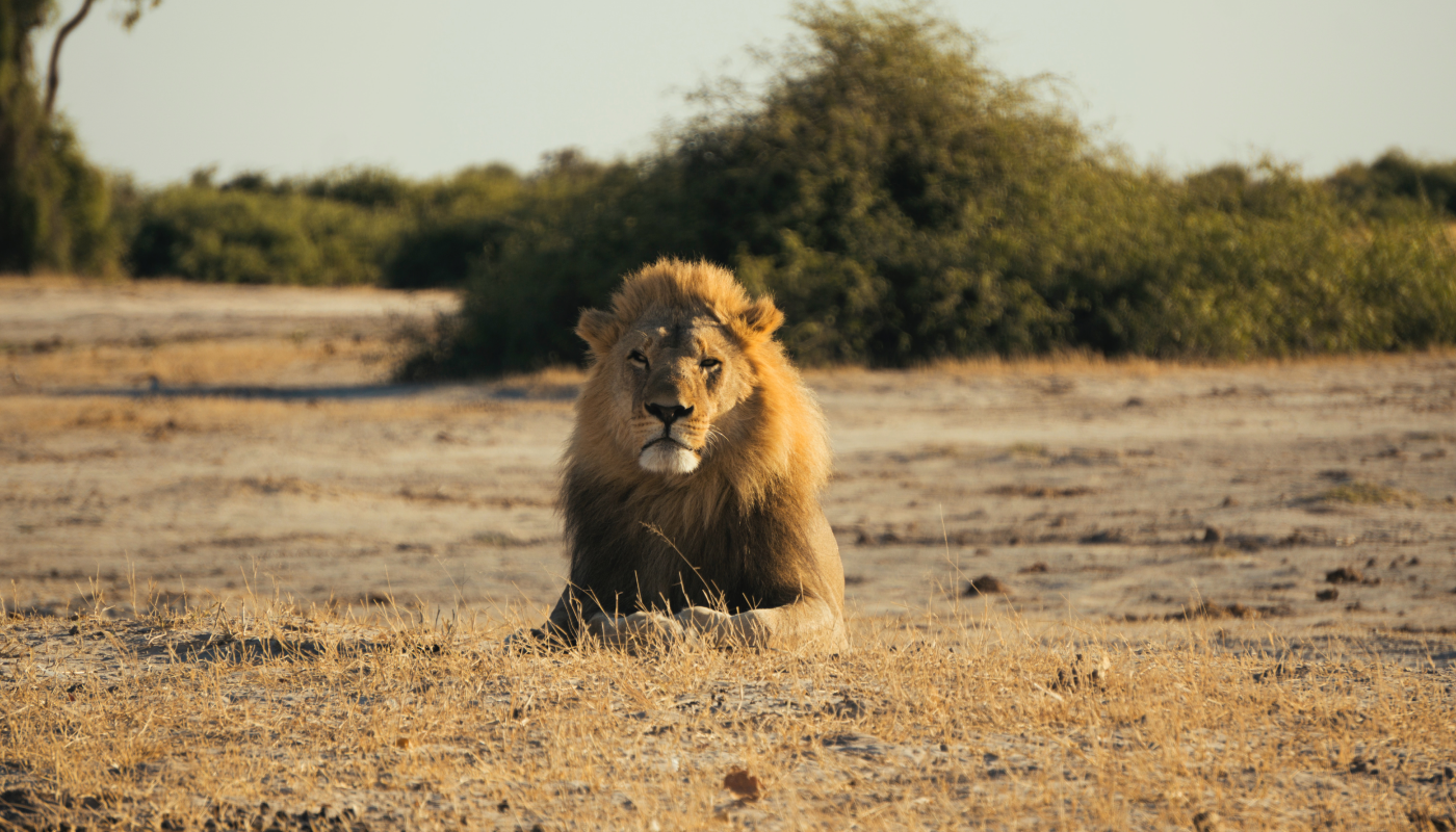 Lion watching on safari in incredible Botswana