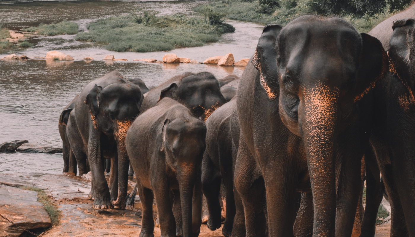 Watch adorable elephants playing in Thailand
