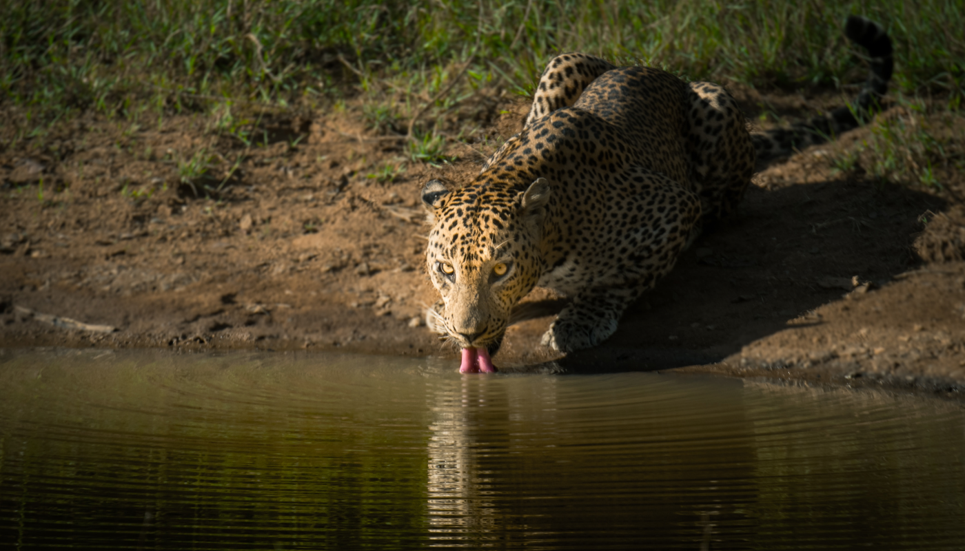 Leopard spotting in Sri Lanka