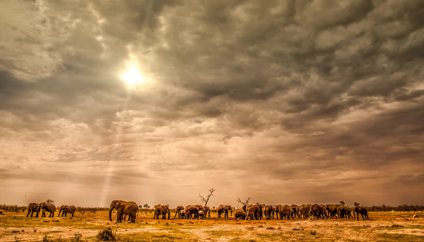 Ride amongst giraffe on safari in Botswana