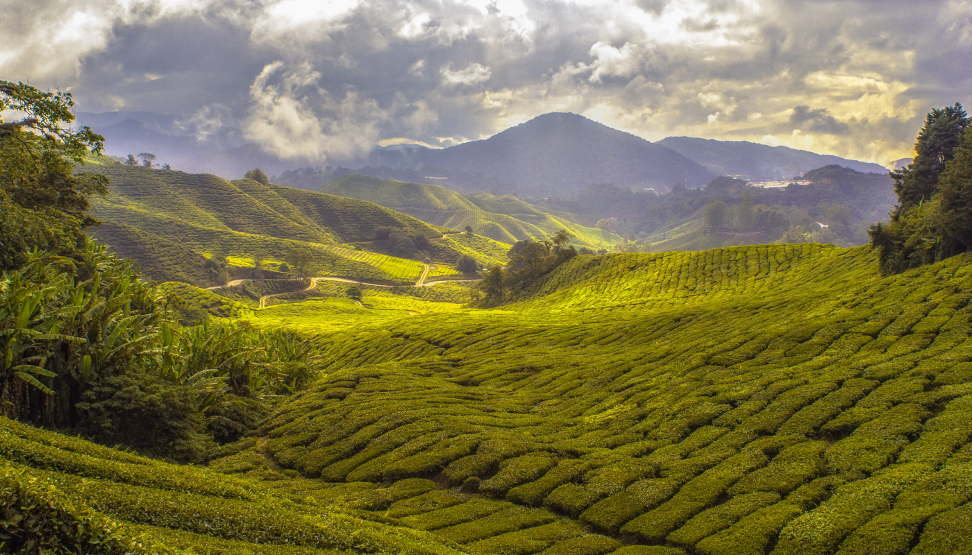 Become a tea expert in Sri Lanka