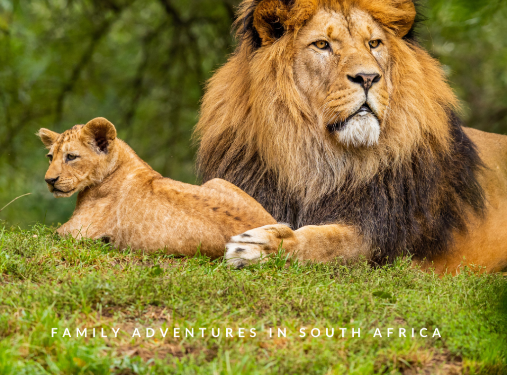 Tailor-made safari with Savile Row Travel. Lion cubs, africa, family, safari