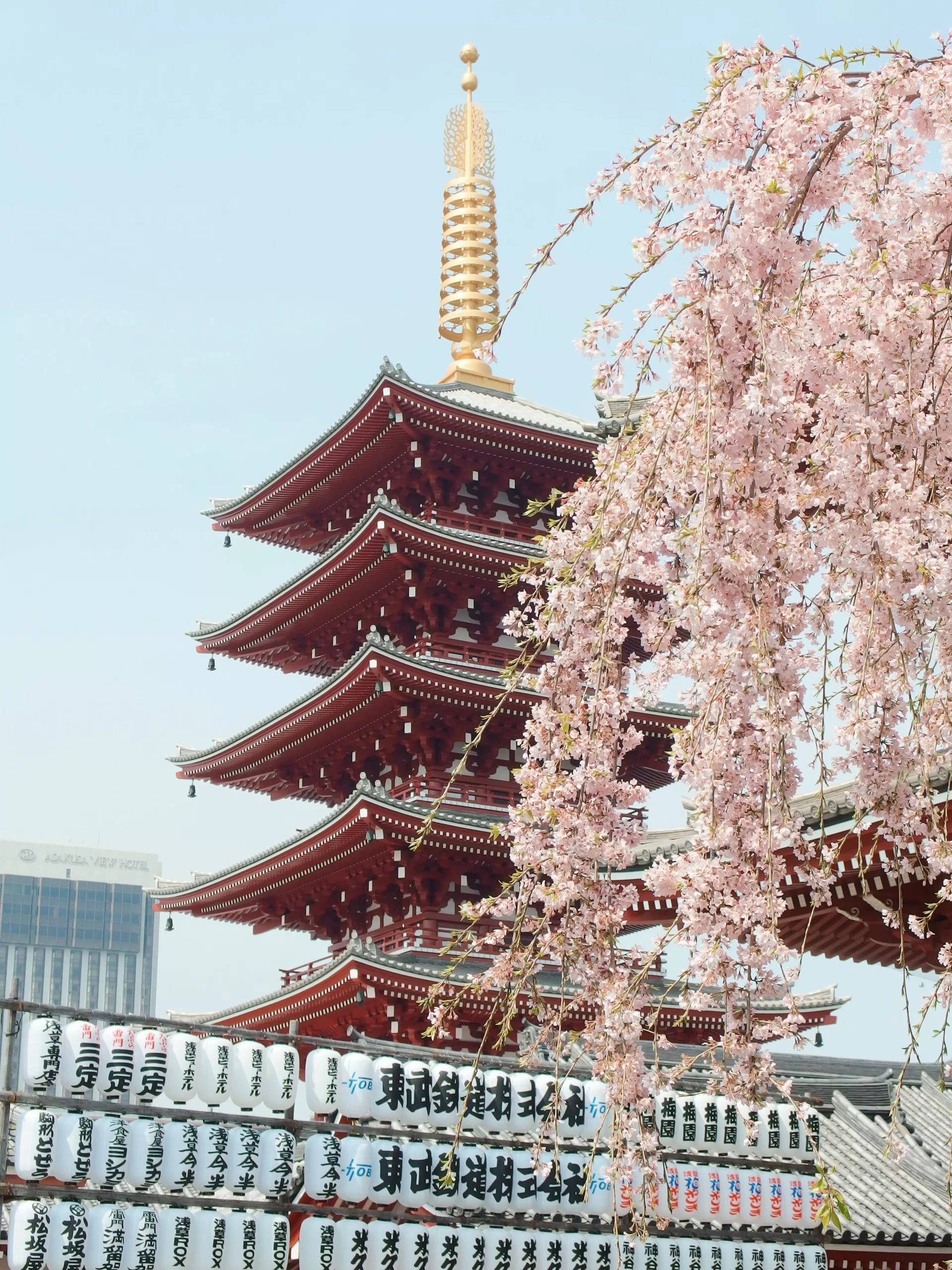 Cherry Blossom Season: Exploring the Beauty of Japan
